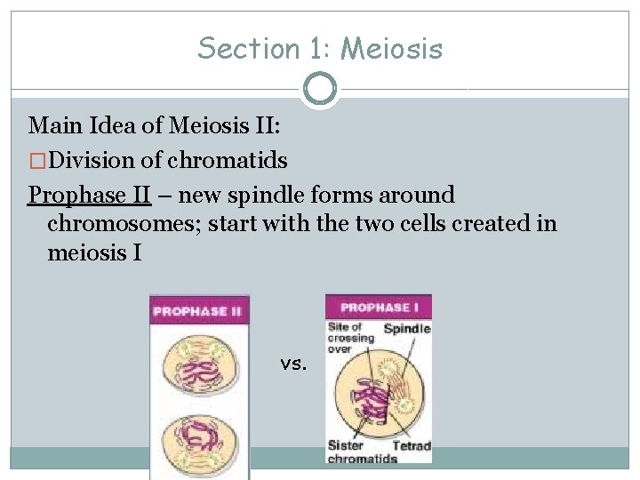 Section 1: Meiosis Main Idea of Meiosis II: �Division of chromatids Prophase II –