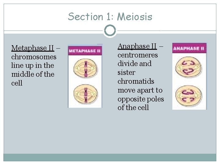 Section 1: Meiosis Metaphase II – chromosomes line up in the middle of the