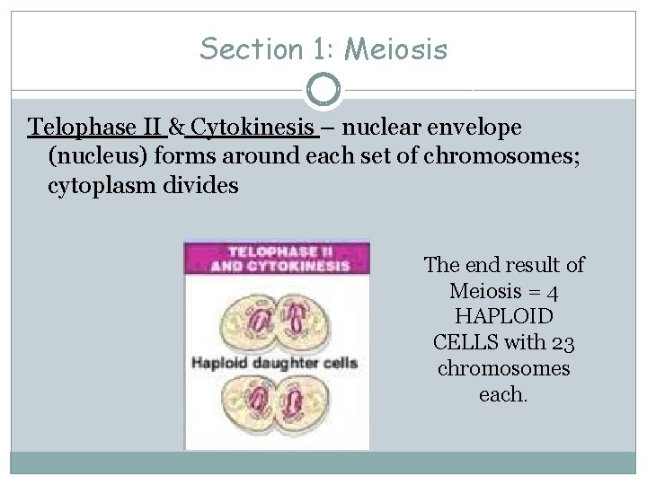 Section 1: Meiosis Telophase II & Cytokinesis – nuclear envelope (nucleus) forms around each