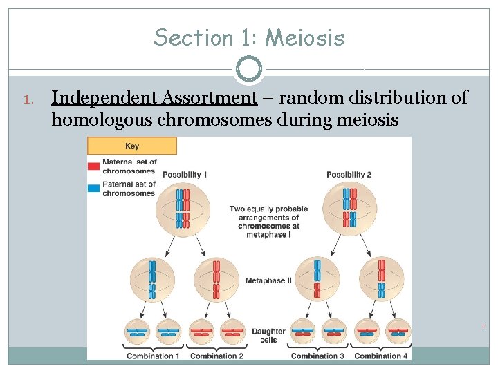 Section 1: Meiosis 1. Independent Assortment – random distribution of homologous chromosomes during meiosis