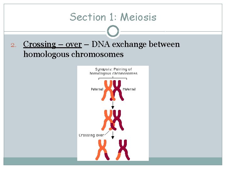 Section 1: Meiosis 2. Crossing – over – DNA exchange between homologous chromosomes 
