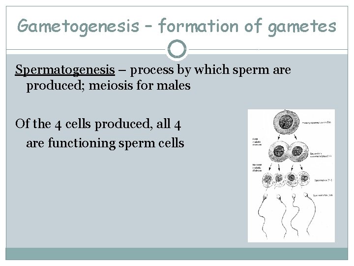 Gametogenesis – formation of gametes Spermatogenesis – process by which sperm are produced; meiosis
