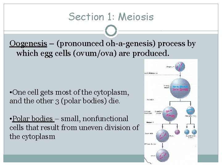 Section 1: Meiosis Oogenesis – (pronounced oh-a-genesis) process by which egg cells (ovum/ova) are