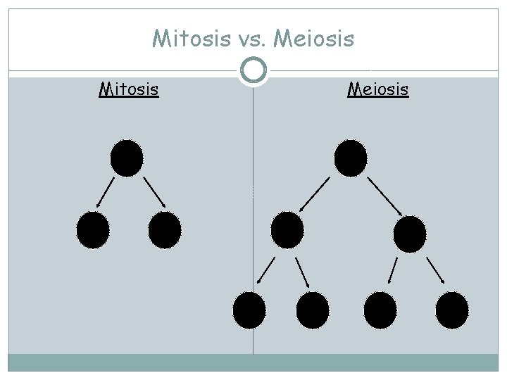 Mitosis vs. Meiosis Mitosis Meiosis 2 n 2 n n n n 