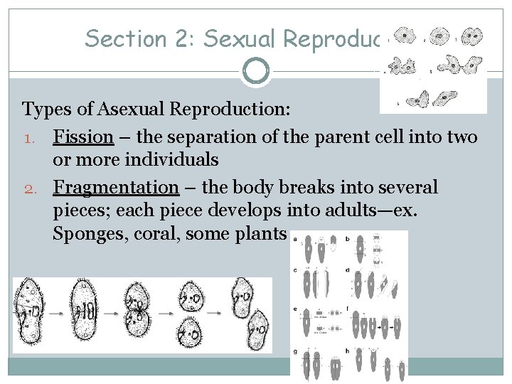 Section 2: Sexual Reproduction Types of Asexual Reproduction: 1. Fission – the separation of