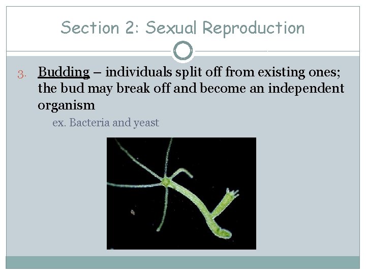 Section 2: Sexual Reproduction 3. Budding – individuals split off from existing ones; the