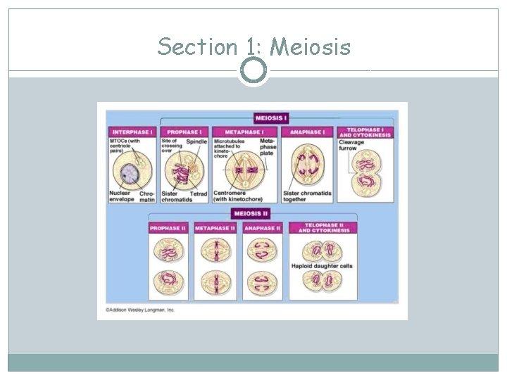 Section 1: Meiosis 