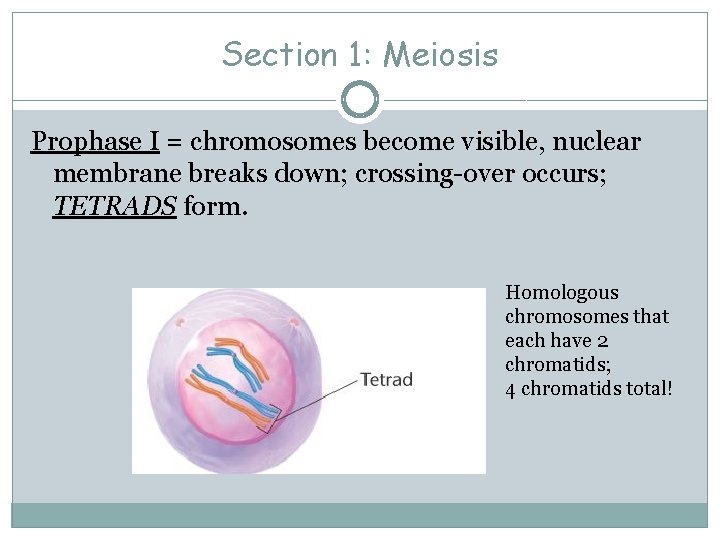 Section 1: Meiosis Prophase I = chromosomes become visible, nuclear membrane breaks down; crossing-over
