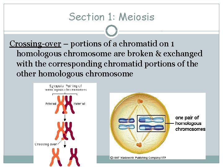 Section 1: Meiosis Crossing-over – portions of a chromatid on 1 homologous chromosome are