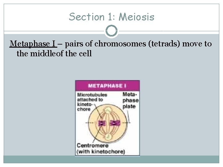 Section 1: Meiosis Metaphase I – pairs of chromosomes (tetrads) move to the middleof