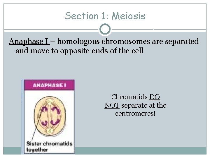 Section 1: Meiosis Anaphase I – homologous chromosomes are separated and move to opposite