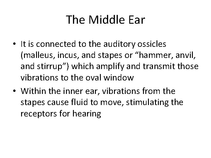 The Middle Ear • It is connected to the auditory ossicles (malleus, incus, and