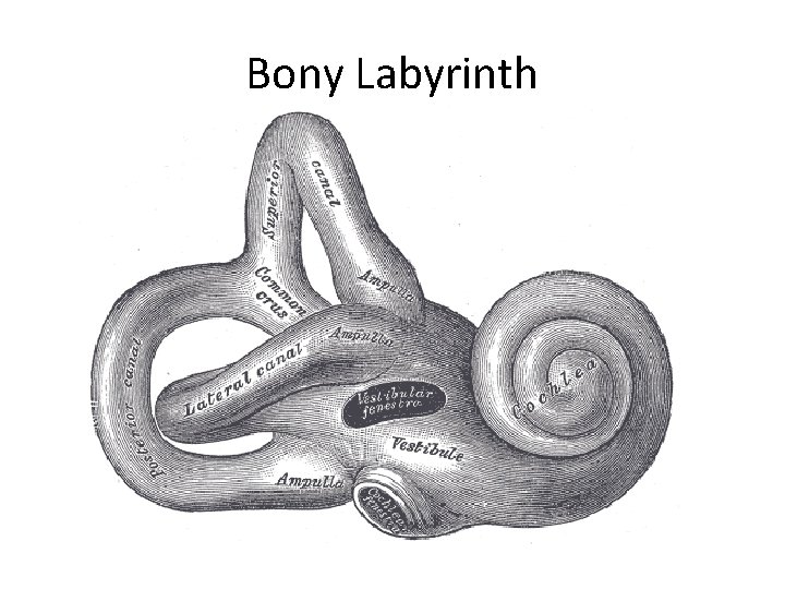 Bony Labyrinth 