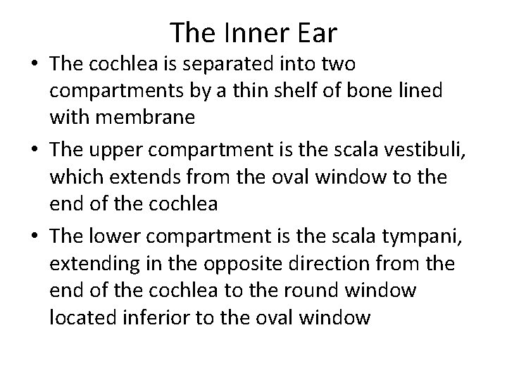 The Inner Ear • The cochlea is separated into two compartments by a thin