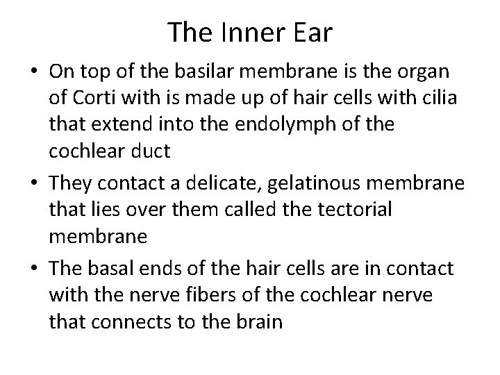 The Inner Ear • On top of the basilar membrane is the organ of