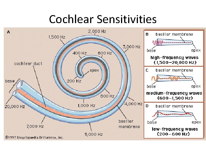 Cochlear Sensitivities 