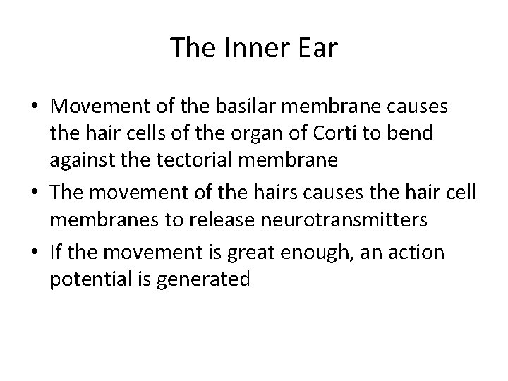 The Inner Ear • Movement of the basilar membrane causes the hair cells of
