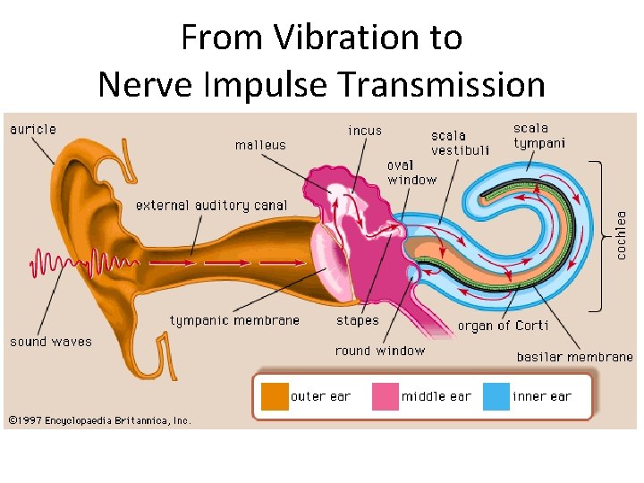From Vibration to Nerve Impulse Transmission 
