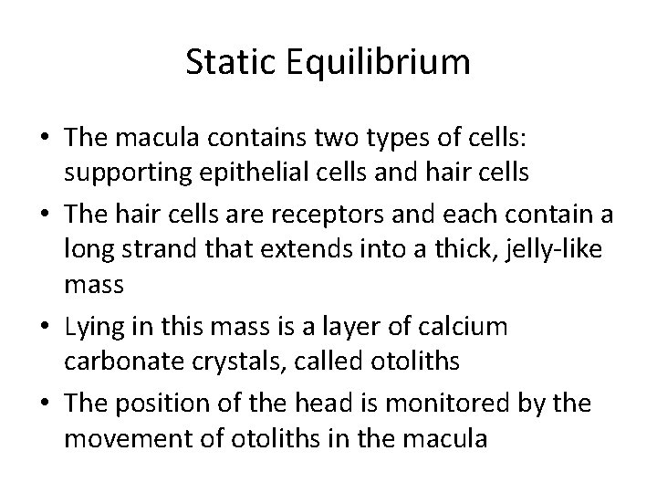 Static Equilibrium • The macula contains two types of cells: supporting epithelial cells and
