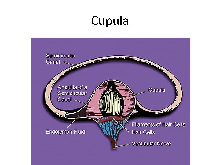 Cupula 