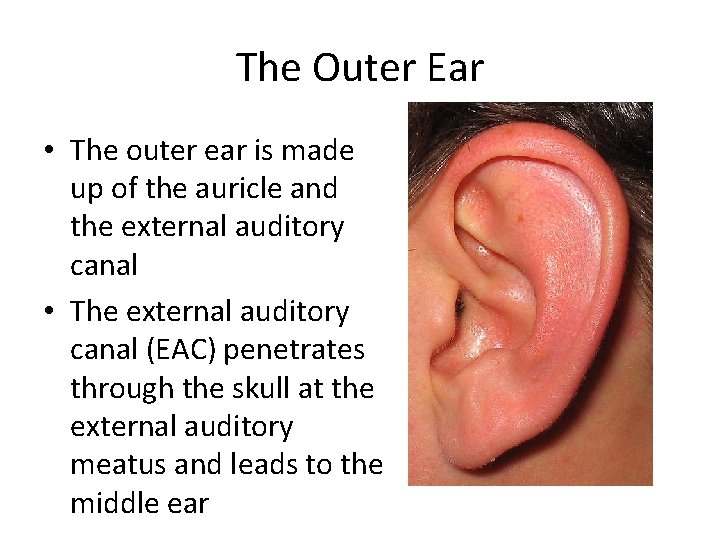 The Outer Ear • The outer ear is made up of the auricle and