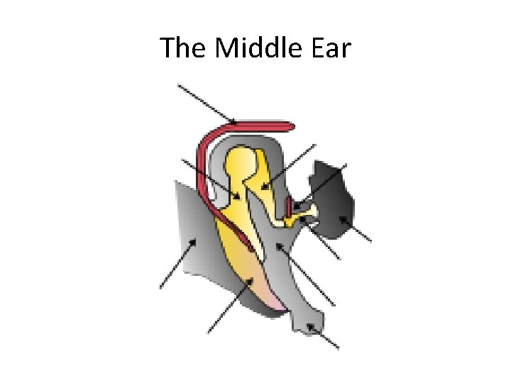 The Middle Ear 