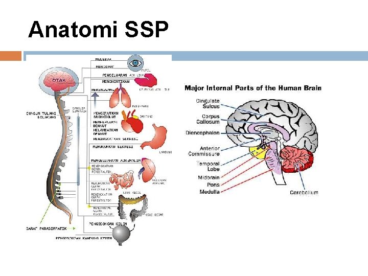 Anatomi SSP 