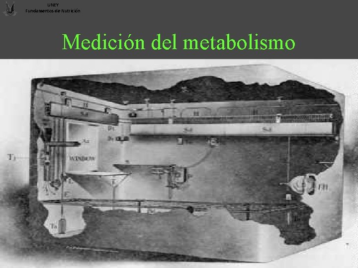 UNEY Fundamentos de Nutrición Medición del metabolismo 