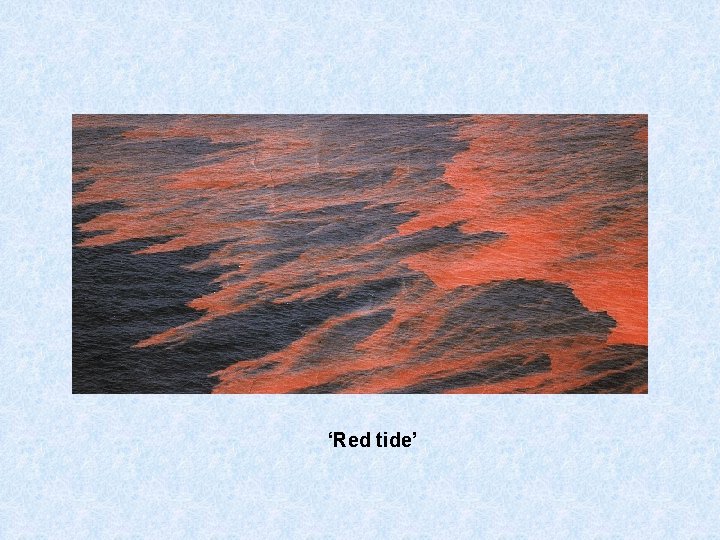 ‘Red tide’ 