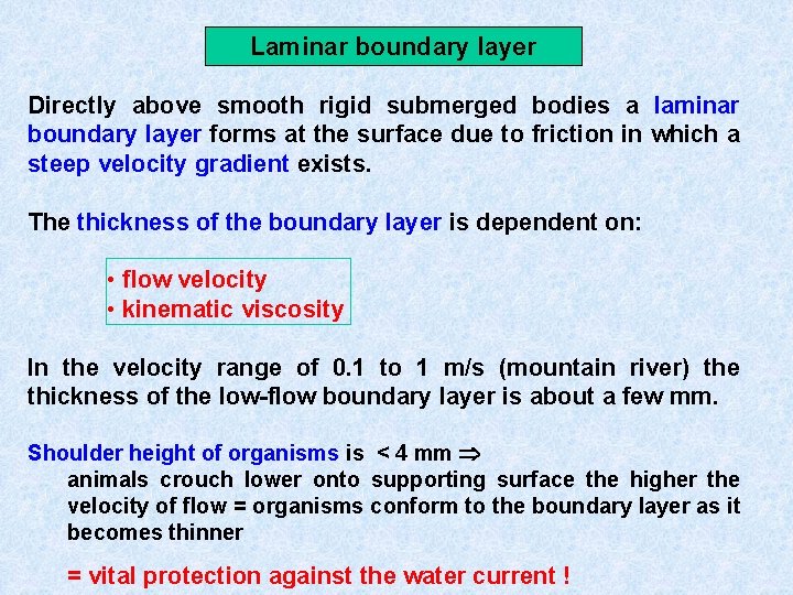 Laminar boundary layer Directly above smooth rigid submerged bodies a laminar boundary layer forms