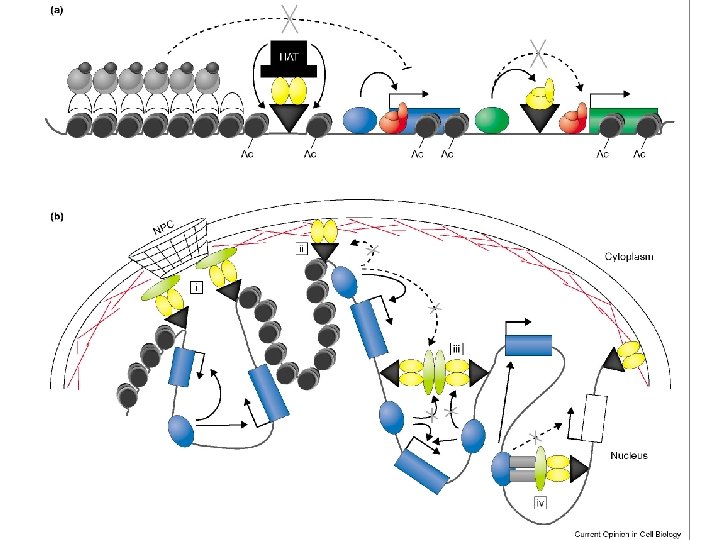 Watson et al BIOLOGIA MOLECOLARE DEL GENE Zanichelli