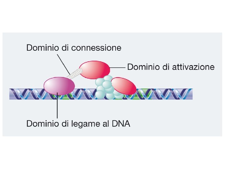 Watson et al BIOLOGIA MOLECOLARE DEL GENE Zanichelli