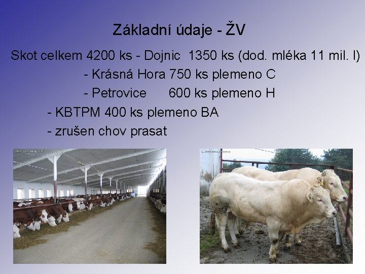 Základní údaje - ŽV Skot celkem 4200 ks - Dojnic 1350 ks (dod. mléka