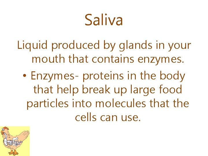 Saliva Liquid produced by glands in your mouth that contains enzymes. • Enzymes- proteins