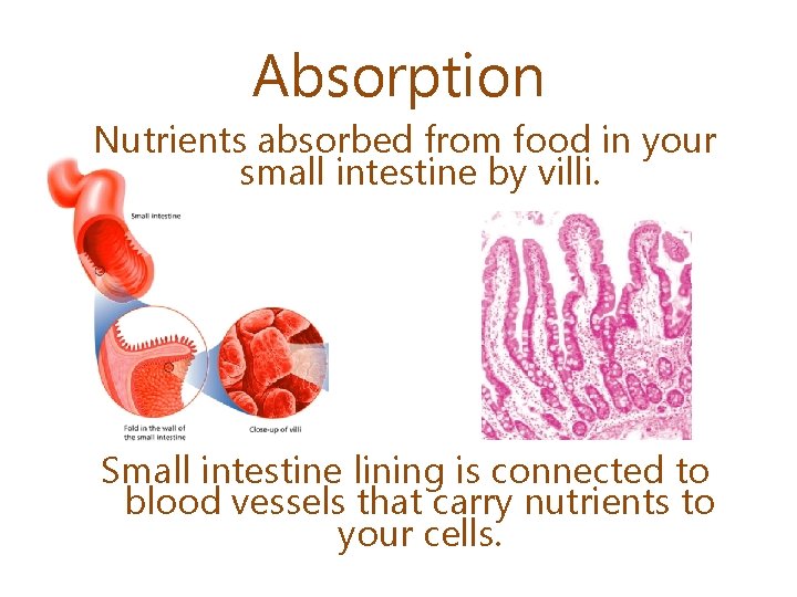 Absorption Nutrients absorbed from food in your small intestine by villi. Small intestine lining
