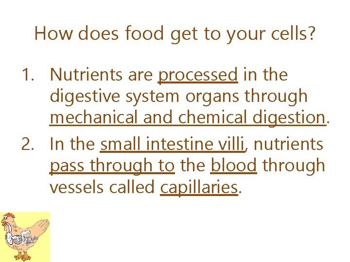 How does food get to your cells? 1. Nutrients are processed in the digestive