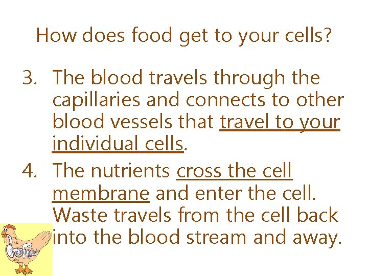 How does food get to your cells? 3. The blood travels through the capillaries