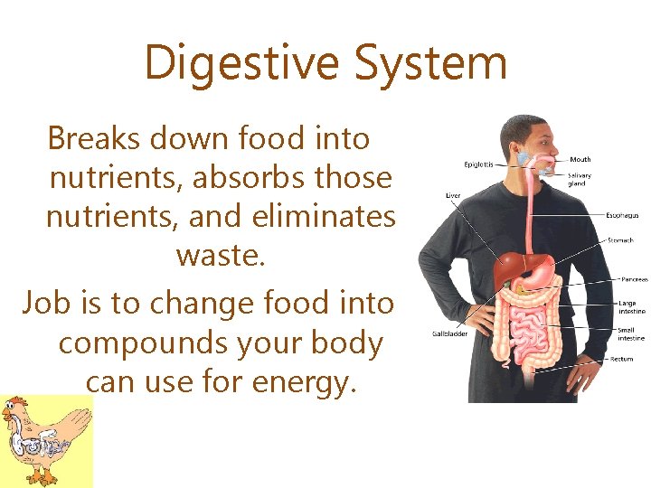 Digestive System Breaks down food into nutrients, absorbs those nutrients, and eliminates waste. Job