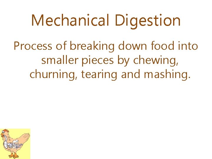 Mechanical Digestion Process of breaking down food into smaller pieces by chewing, churning, tearing