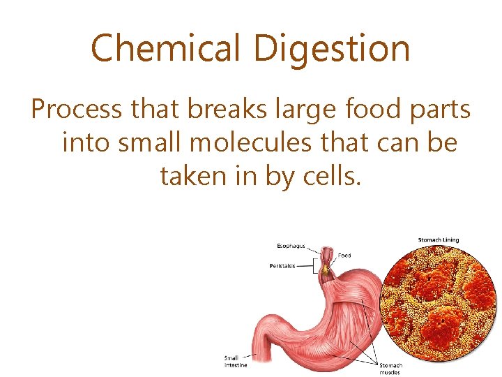 Chemical Digestion Process that breaks large food parts into small molecules that can be