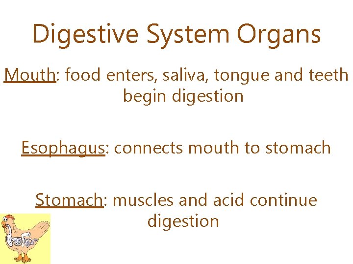 Digestive System Organs Mouth: food enters, saliva, tongue and teeth begin digestion Esophagus: connects