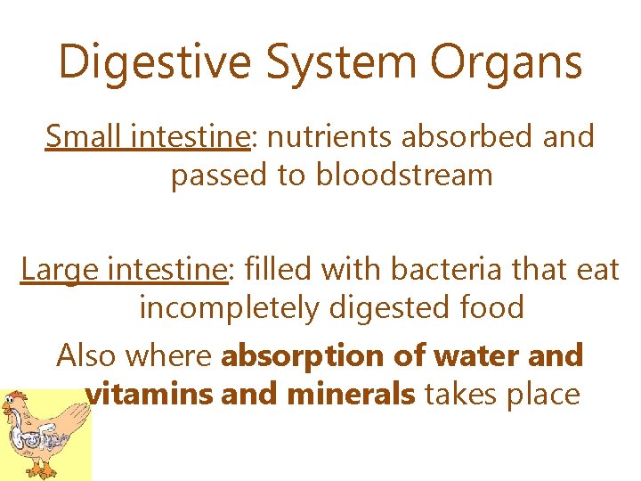 Digestive System Organs Small intestine: nutrients absorbed and passed to bloodstream Large intestine: filled