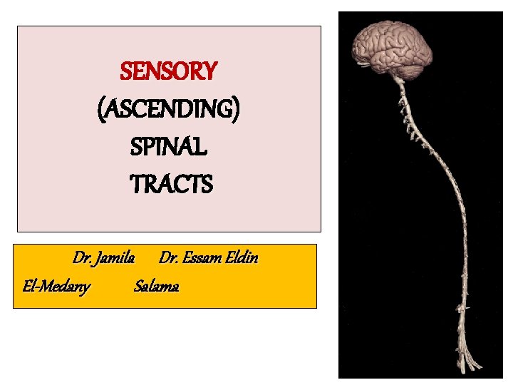 SENSORY (ASCENDING) SPINAL TRACTS Dr. Jamila Dr. Essam Eldin El-Medany Salama 