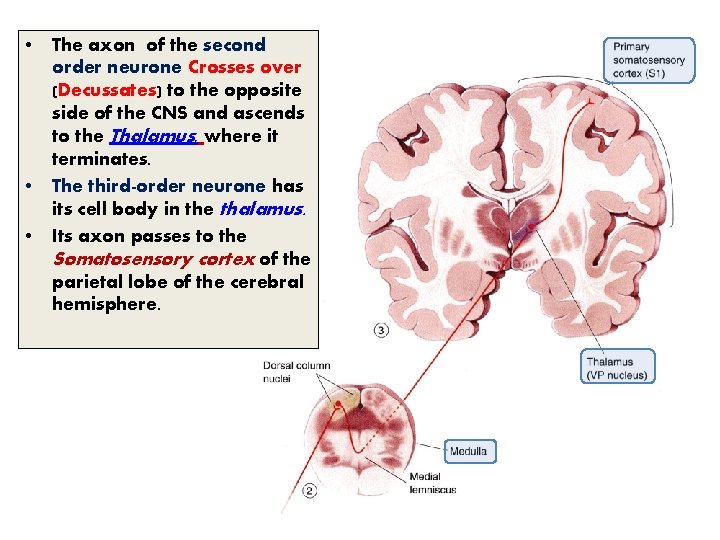  • • • The axon of the second order neurone Crosses over (Decussates)