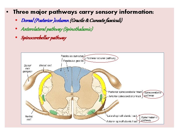  • Three major pathways carry sensory information: • Dorsal (Posterior )column (Gracile &