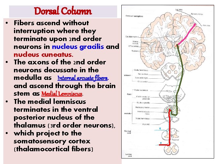 Dorsal Column • Fibers ascend without interruption where they terminate upon 2 nd order