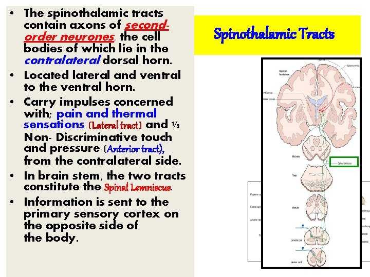  • The spinothalamic tracts contain axons of secondorder neurones, the cell bodies of