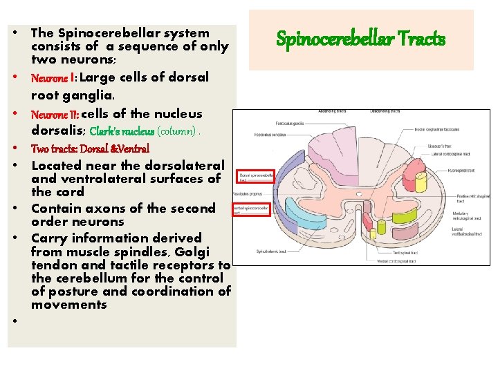  • The Spinocerebellar system consists of a sequence of only two neurons; •