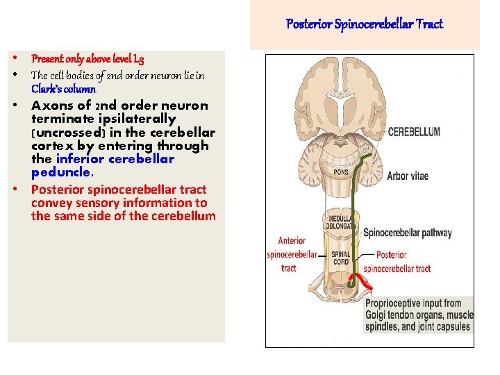 Posterior Spinocerebellar Tract • Present only above level L 3 • The cell bodies