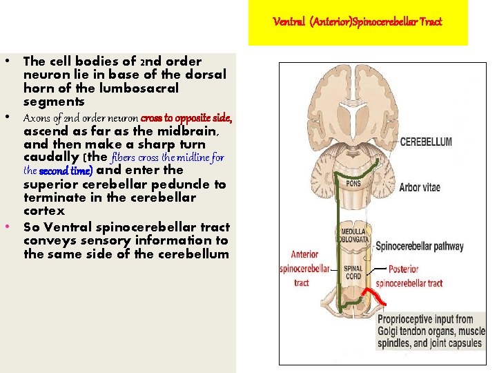 Ventral (Anterior)Spinocerebellar Tract • The cell bodies of 2 nd order neuron lie in